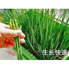 小葱